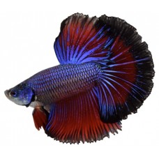 PEIXE BETTA MACHO
